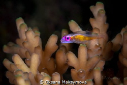 Pink-eyed Goby (Bryaninops natans) by Oksana Maksymova 